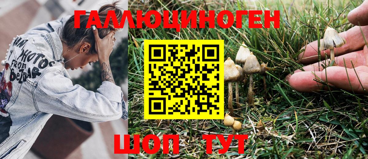 Псилоцибиновые грибы Psilocybine cubensis Барабинск